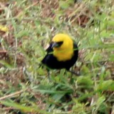 Yellow-hooded Blackbird 0039