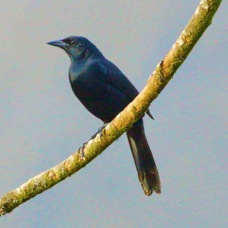 Blackbird Melodious 4027