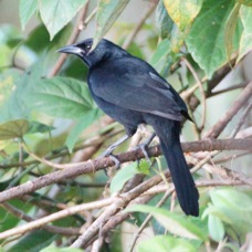 Blackbird Melodious 4013