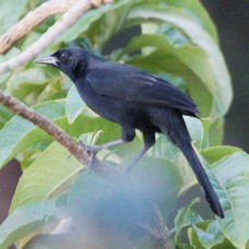 Blackbird Melodious 4019