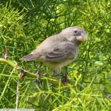 Large Ground Finch 8630