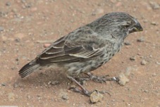 Large Ground Finch female 8725
