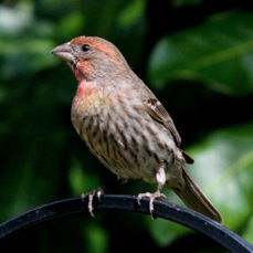 House Finch 1270s