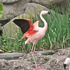 Chilean Flamingo 0895