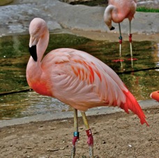 Chilean Flamingo 0911