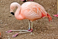 Chilean Flamingo 0913