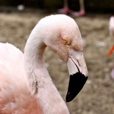 Chilean Flamingo 0937