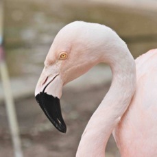 Chilean Flamingo 0887
