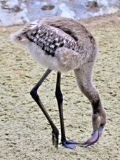 Chilean Flamingo juvenile 1604