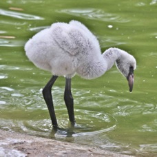 Chilean Flamingo juvenile 1617