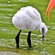 Chilean Flamingo juvenile 1618