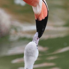 Chilean Flamingo juvenile 1675