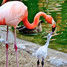 Chilean Flamingo juvenile 1680