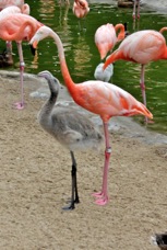 Chilean Flamingo juvenile 8600