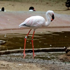 Lesser Flamingo 8831
