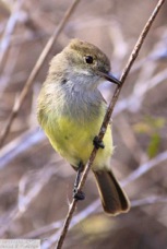 Galapagos Flycatcher 0240