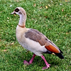 Egyptian Goose 5937