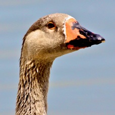 Graylag (Barnyard) Goose 3840