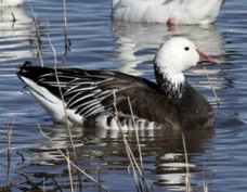 Snow Goose dark variant adult 9261