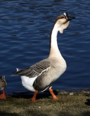 Swan Goose 0895