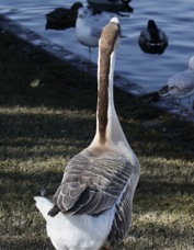 Swan Goose 0918