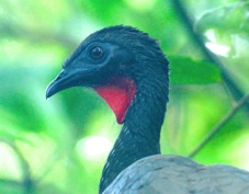 Guan Crested 0912