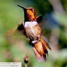Rufous Hummingbird 7814