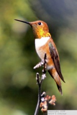 Rufous Hummingbird 7858