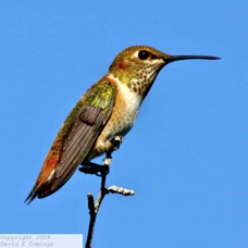 Rufous Hummingbird 7828