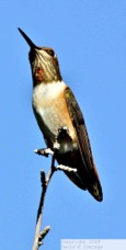 Rufous Hummingbird 7831