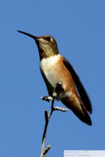 Rufous Hummingbird 7833