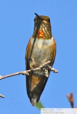 Rufous Hummingbird 7899