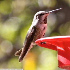 Rufus Hummingbird female 0294