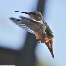 Rufus Hummingbird female 9809