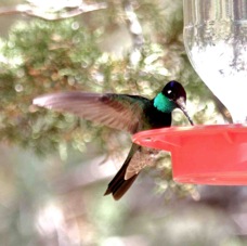 Magnificant Hummingbird 7039