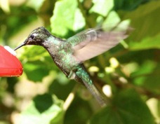 Hummingbird Magnificent 1457