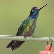 Hummingbird Magnificent 2267