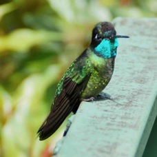 Hummingbird Magnificent 3076