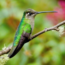 Hummingbird Magnificent 3156
