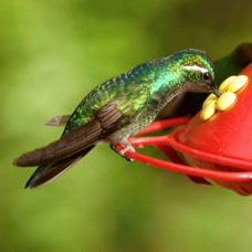 Hummingbird Magnificent female 7320