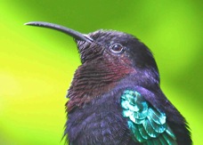 Purple-throated Carib 5426