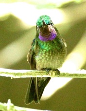 Hummingbird Purple-throated Mountain Gem male 1369