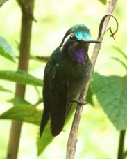 Hummingbird Purple-throated Mountain Gem male 2120