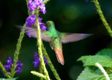 Hummingbird Rufous-tailed 7304