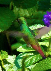 Hummingbird Rufous-tailed 7317