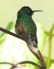 Hummingbird Strip-tailed 2414