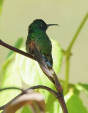 Hummingbird Strip-tailed 2415