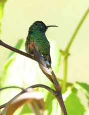 Hummingbird Strip-tailed 2411