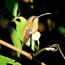 Hummingbird Strip-throated Hermit 4348