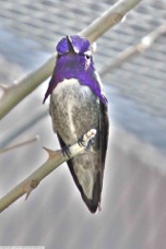 Costas Hummingbird male 6920